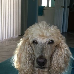 Meet your Posher, Teresa